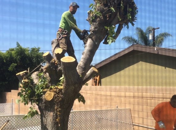 Landscaping Specialist Tree Service Inc. - La Habra, CA. Gustavo in Orange