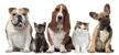 Lighthouse Veterinary Clinic - Veterinarian Emergency Services