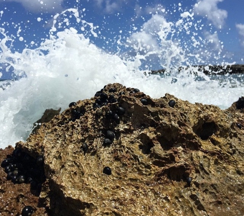 Sharks Cove Grill - Haleiwa, HI