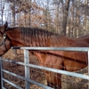 Southeastern Farrier Service gallery