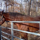 Southeastern Farrier Service