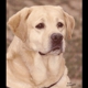 Cherry Oaks Labradors