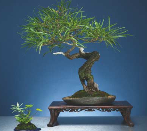 Ray Nesci Bonsai Nursery - Dural, NSW