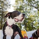 Shoreline Pet Lodge - Dog Day Care
