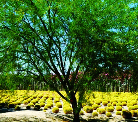 Roadrunner Tree Farm & Casa Del Zorro Nursery - Borrego Springs, CA