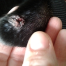 VCA North Country Animal Hospital - Pet Services