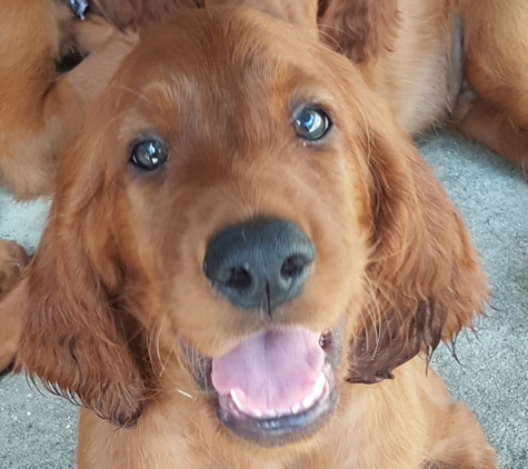 Jody Bruce Irish Setters - Brooksville, FL