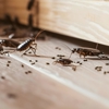 Better Pest Control Lv gallery