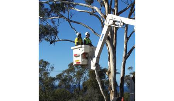 Sapphire Coast Tree Service & Tower Hire