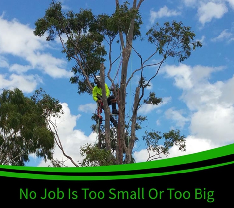 Bell's Tree Service - Oxley Vale, NSW. No Job Is Too Big Or Too Small