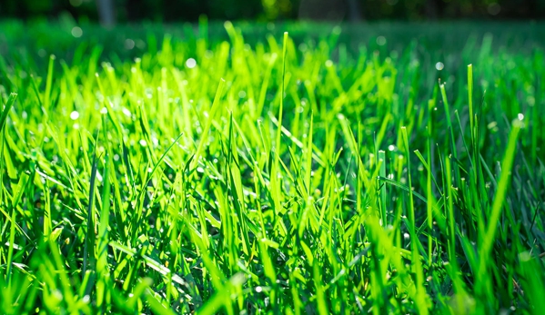 TruGreen Lawn Care - Upper Saddle River, NJ