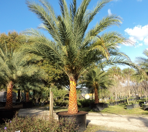 Palm Gardens Nursery - Orlando, FL