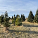 Pinestead Tree Farms - Christmas Trees