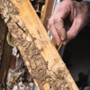 South Bay Termite Control gallery