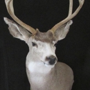 motorcity taxidermy - Taxidermists