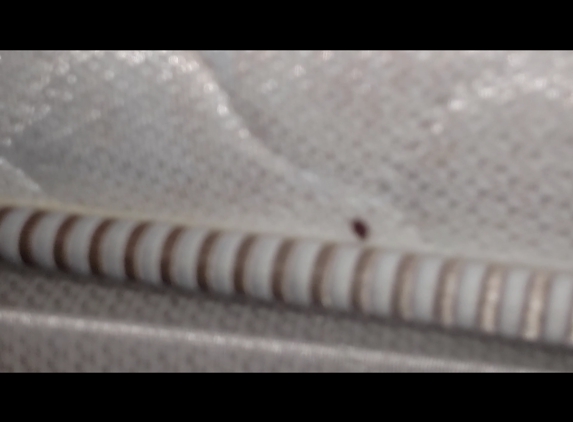 Grand Inn - Fullerton, CA. Bed bug