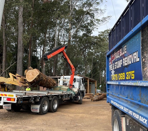 True Blue Tree and Stump Removal - Glass House Mountains, QLD. Tree maintenance Sunshine Coast