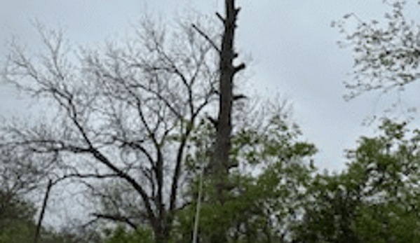 Mercer Tree Service