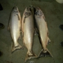 Just Rite Sport Fishing