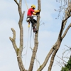 Corona Tree Service gallery