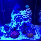 Nemo' S Reef