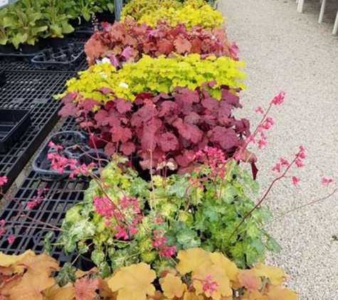 Shady Acres Perennial Nursery - New Berlin, WI