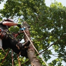 Tree Service Inc. - Tree Service