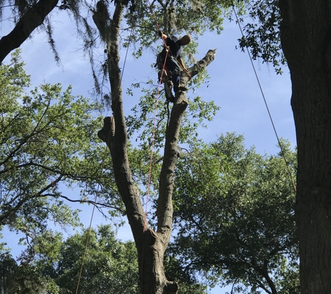 Dunkle's Tree Service - Jacksonville, FL