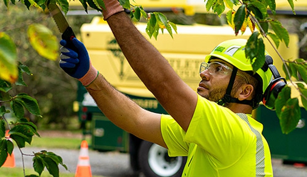 Bartlett Tree Experts - Dallas, TX - Dallas, TX