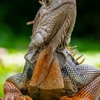 Wildlife Management gallery