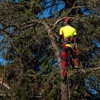 Riverhead Tree Service Masters gallery