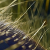 Bear Termite Services gallery