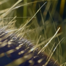 Bear Termite Services - Pest Control Equipment & Supplies