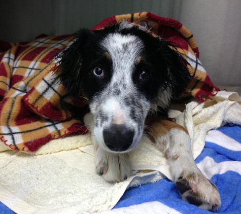 Edmonton Vet Clinic & Cattery - Bentley Park, QLD