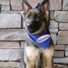 Positive Pets Dog Training gallery