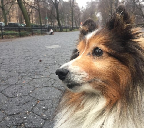Swifto Dog Walking Downtown Manhattan - New York, NY