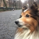 Swifto- Private Dog Walks for lovable dogs