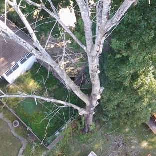 The Tree-Man Tree Service Co - Egg Harbor Township, NJ