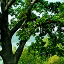 Oak Tree Service - Arborists