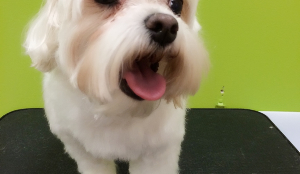 Pampered Paws Grooming & Boarding - North Las Vegas, NV