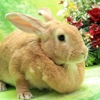 New Hanover County Rabbit Rescue of Wilmington; Inc. gallery