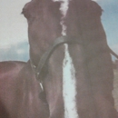 New Beginnings Stables