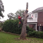 Custom Tree Surgeons