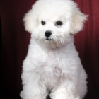 Bichons of Parmele