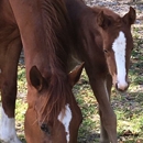 Frierson Quarter Horses