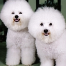 Dany’s Grooming - Pet Stylist - Pet Grooming