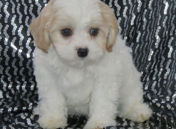 Cavachons from The Monarchy - Holland, MA