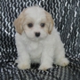 Cavachons from The Monarchy
