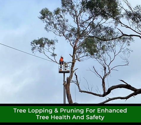 Regal Trees Pty Ltd. Tree Lopping & Pruning For Enhanced Tree Health And Safety