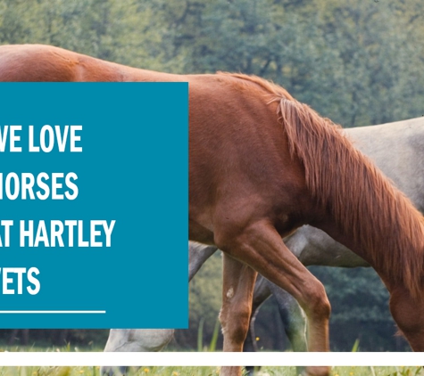 Hartley Valley Vets - Little Hartley, NSW. We Love Horses At Hartley Vets